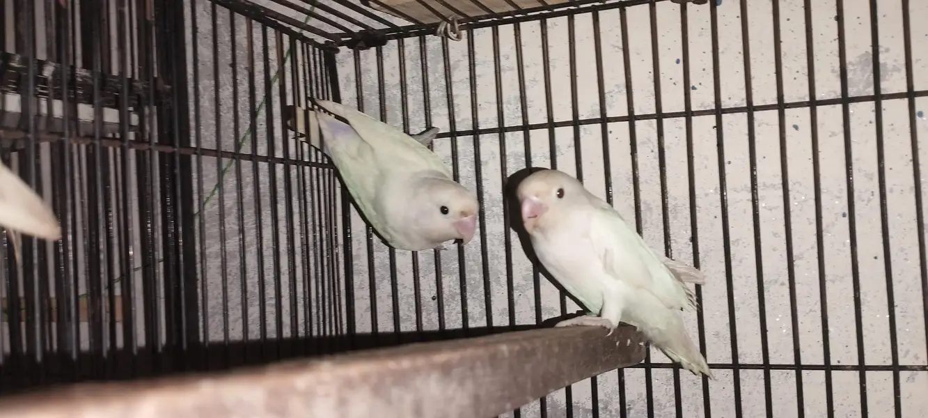 Albino black eyes Pair — photo 5