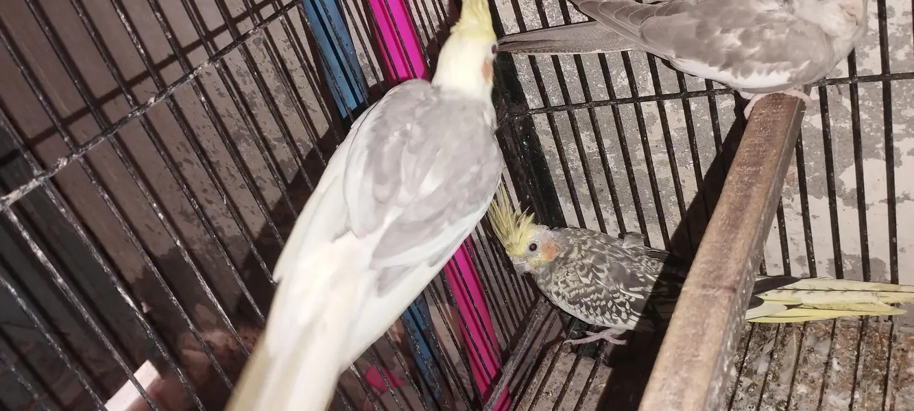 Albino black eyes Pair — photo 6