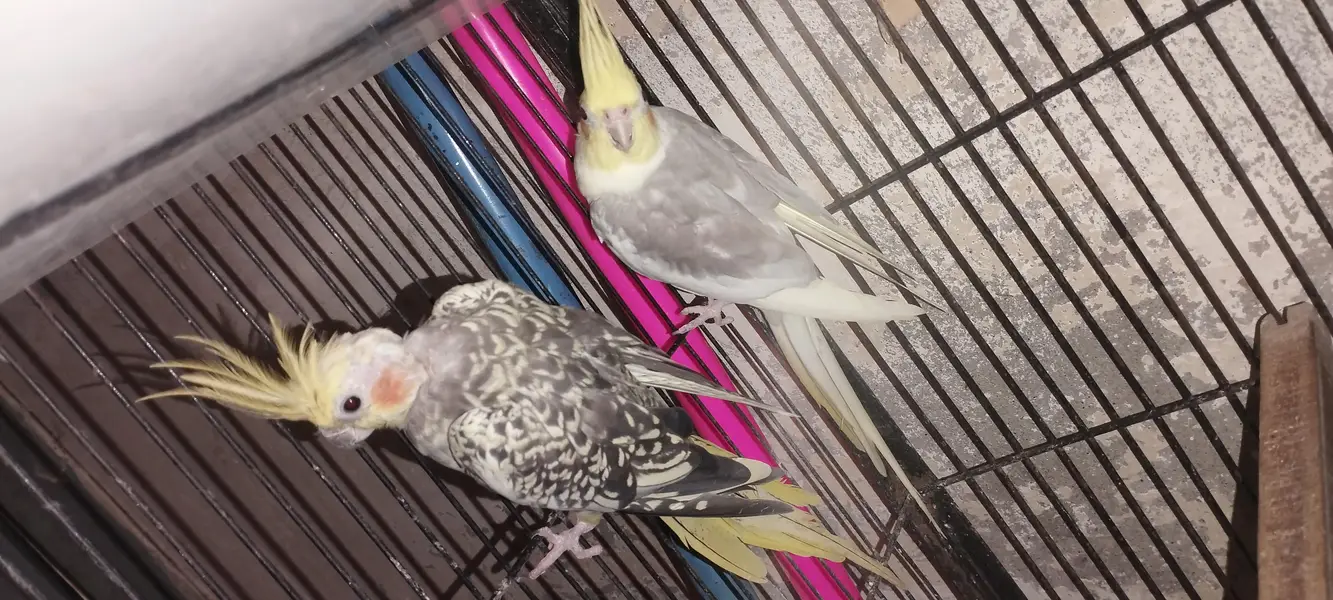 Albino black eyes Pair — photo 7