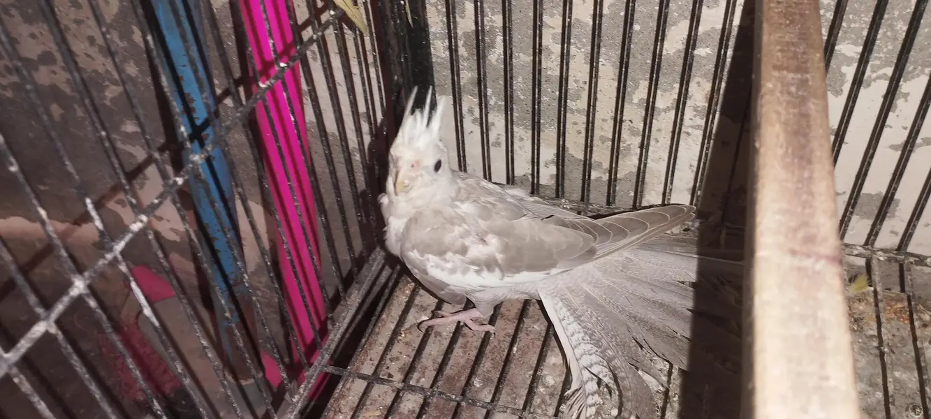 Albino black eyes Pair — photo 8