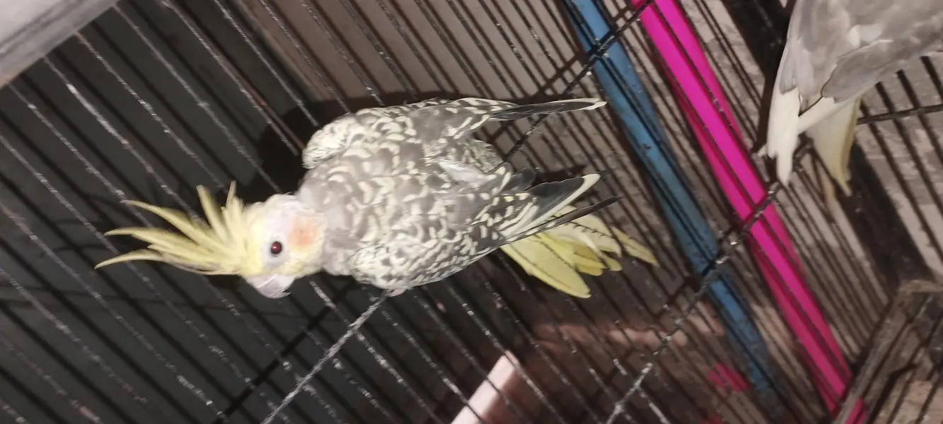 Albino black eyes Pair — photo 9