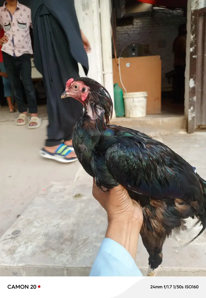 Assalamu Alaikum 03153083549 — photo 4