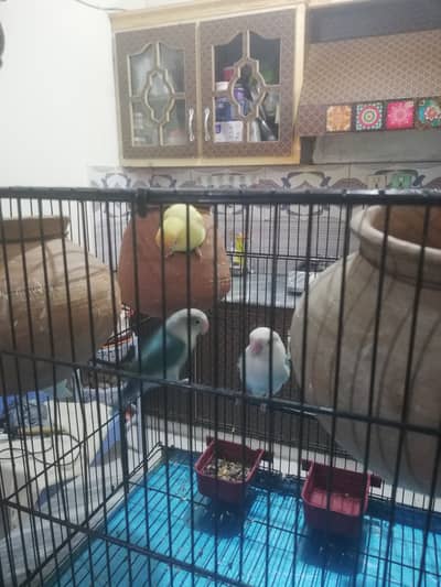 Parrots with cage for sale