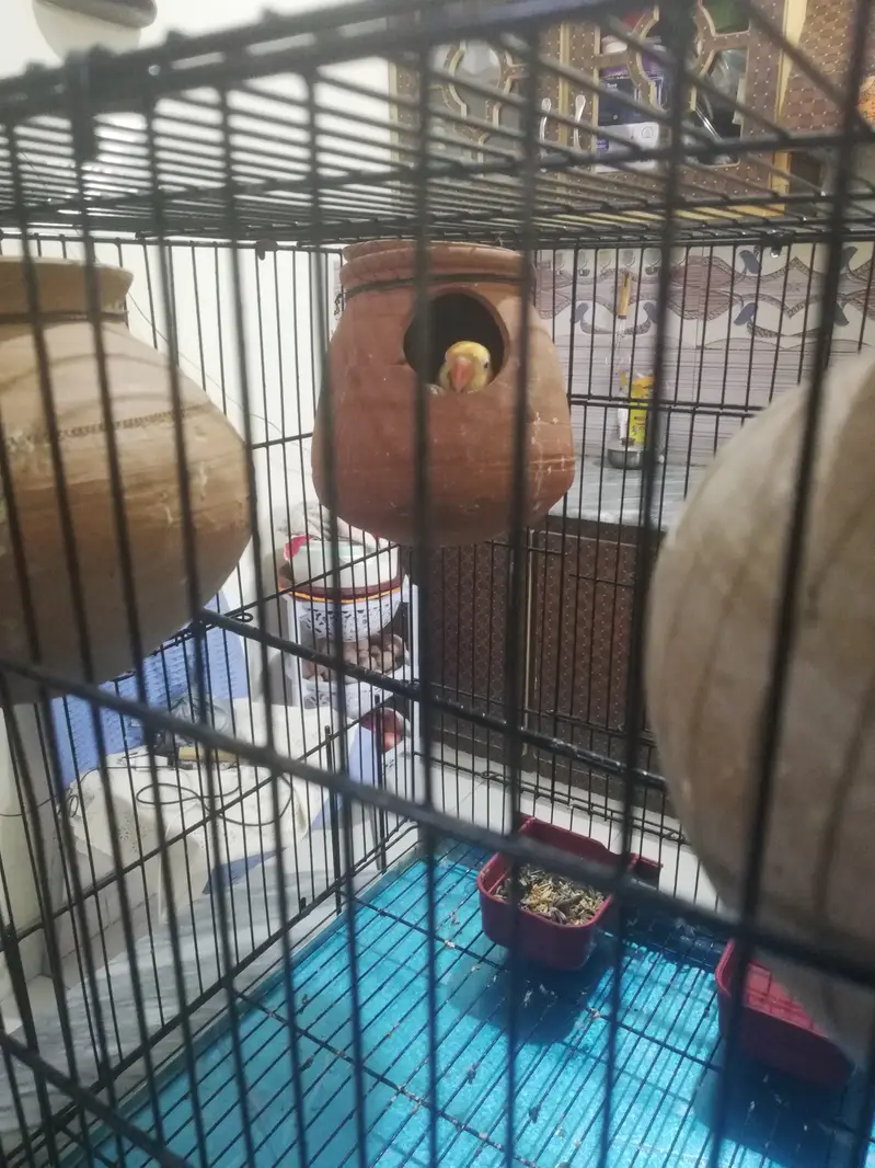 Parrots with cage for sale — photo 2