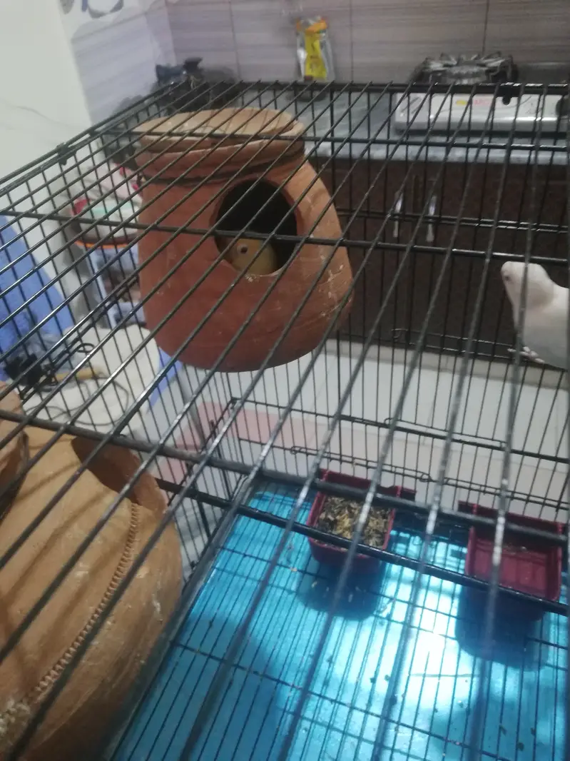 Parrots with cage for sale — photo 3