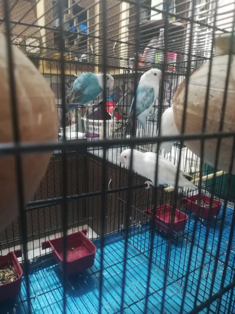 Parrots with cage for sale — photo 4