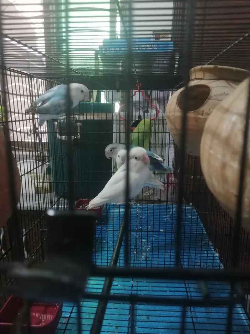 Parrots with cage for sale — photo 5