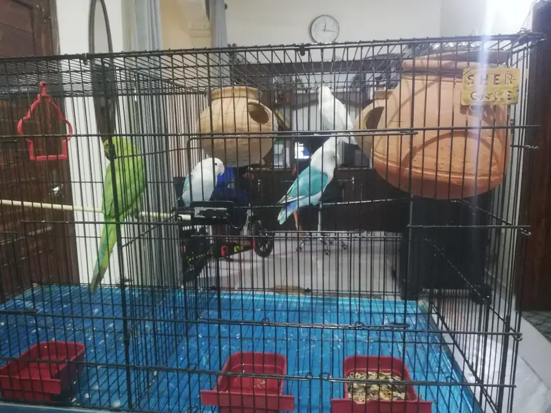 Parrots with cage for sale — photo 6