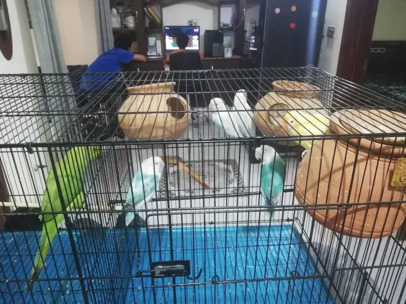 Parrots with cage for sale — photo 7