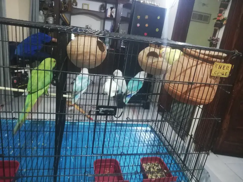 Parrots with cage for sale — photo 8