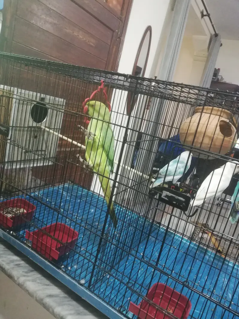 Parrots with cage for sale — photo 9