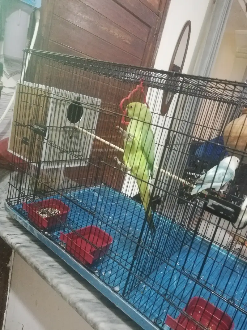 Parrots with cage for sale — photo 10