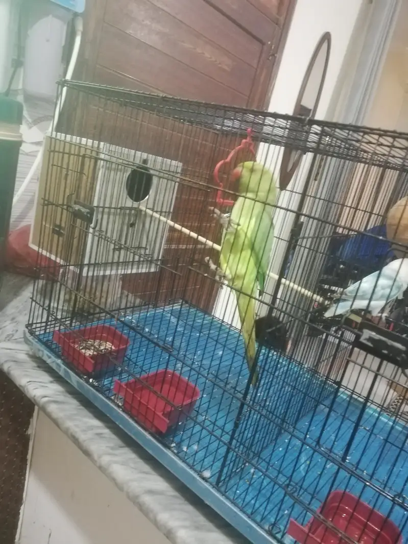 Parrots with cage for sale — photo 11
