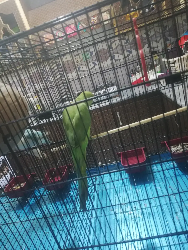 Parrots with cage for sale — photo 12
