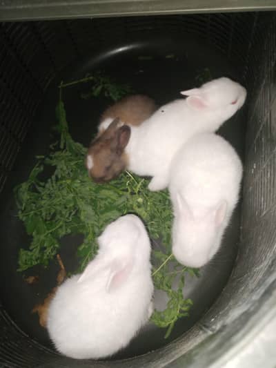 Beautiful rabbit Bunies