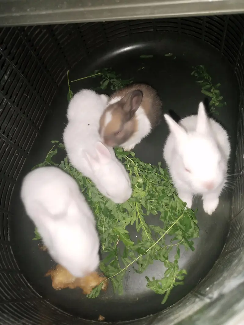 Beautiful rabbit Bunies — photo 2