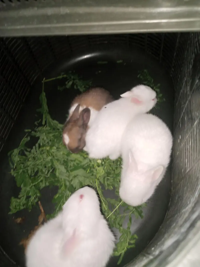 Beautiful rabbit Bunies — photo 3
