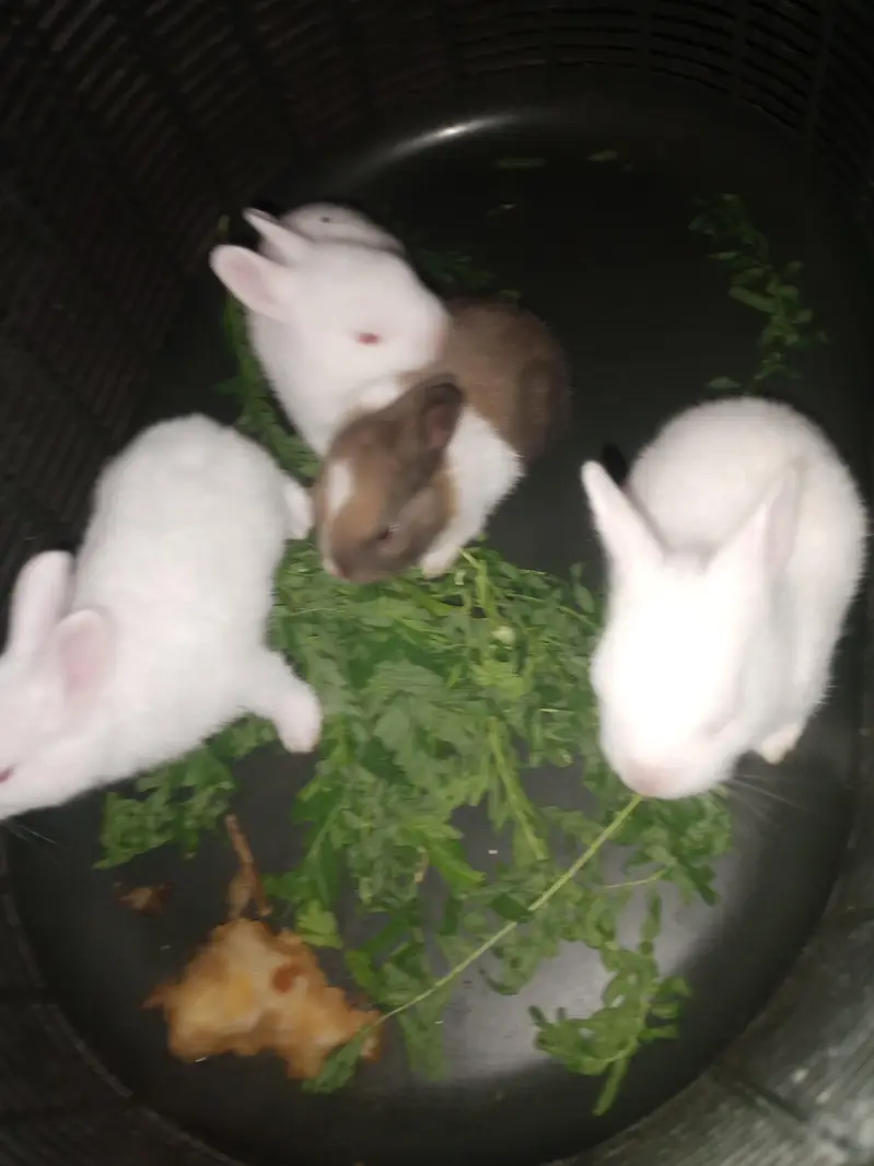 Beautiful rabbit Bunies — photo 4