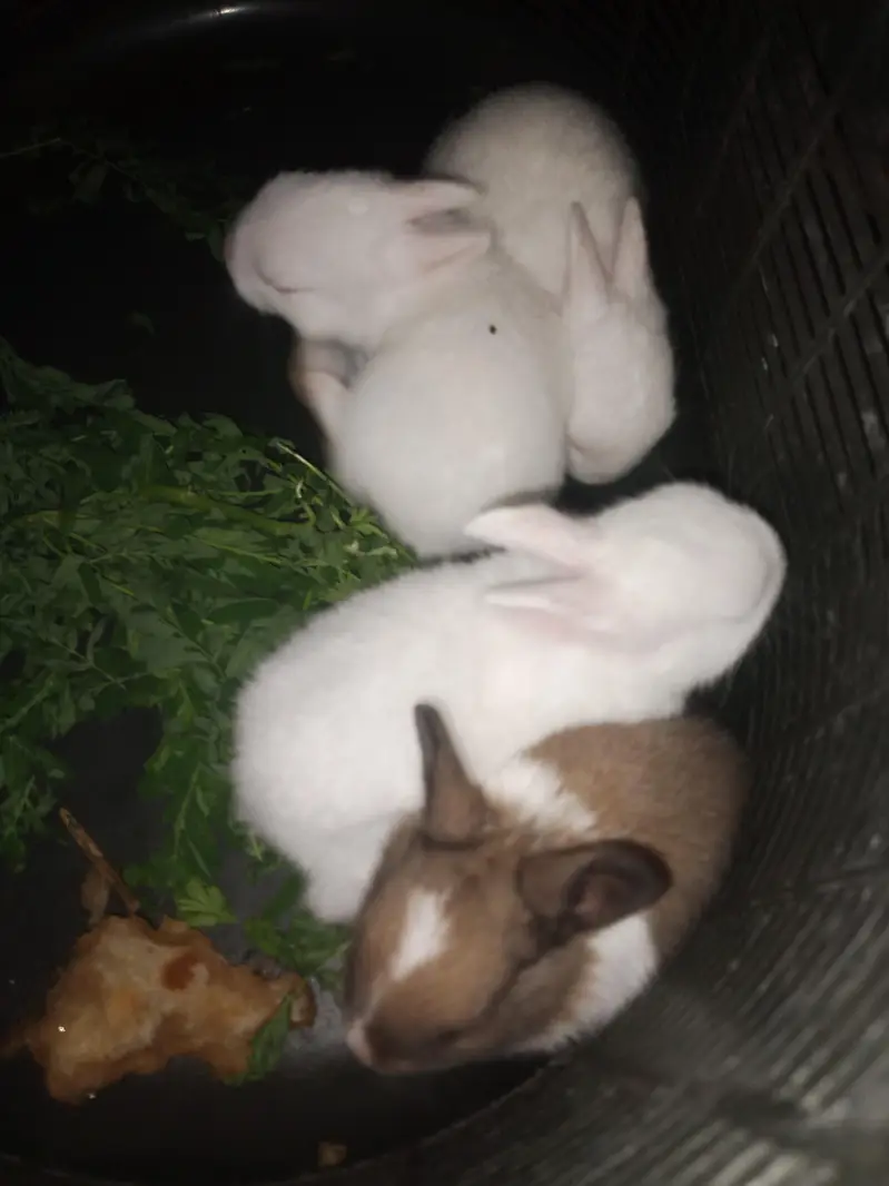 Beautiful rabbit Bunies — photo 5