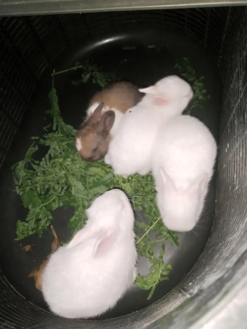 Beautiful rabbit Bunies — photo 6