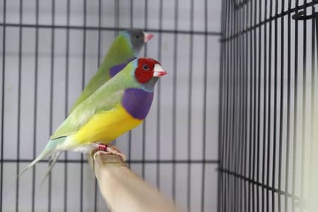Spanish line Gouldian Finch pairs For Sale