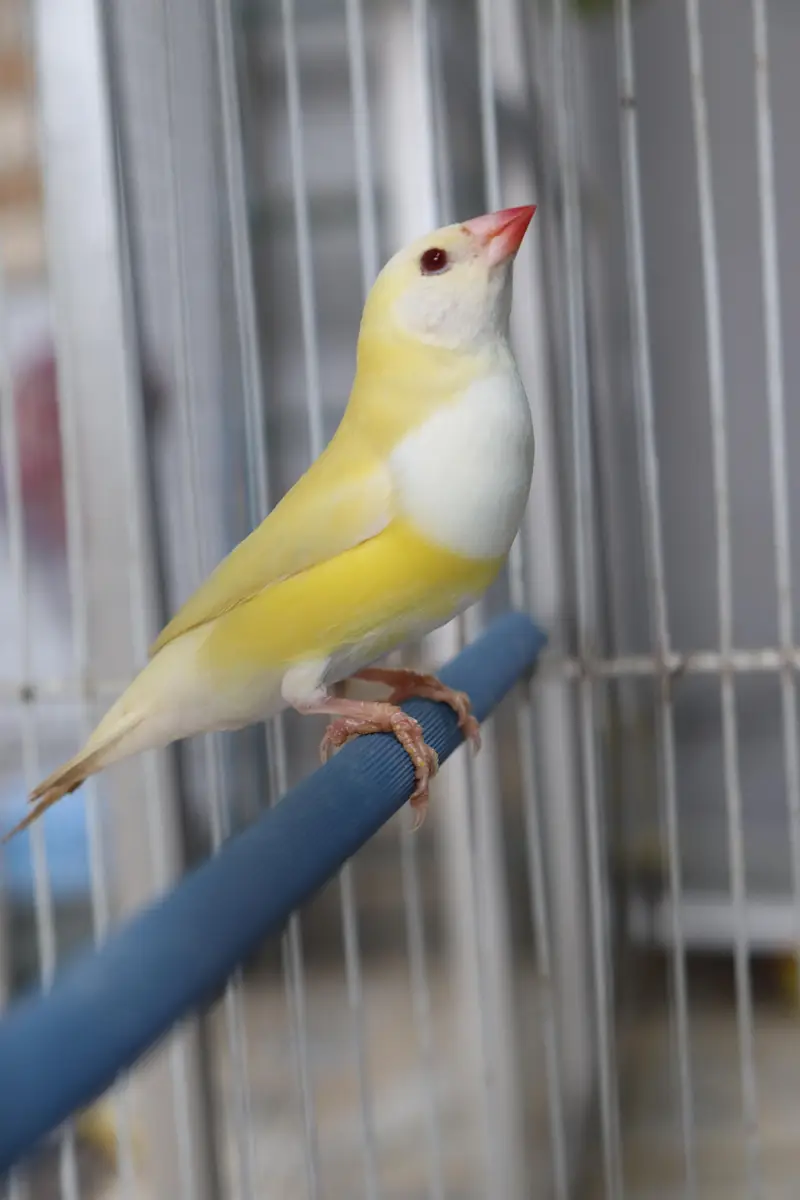 Spanish line Gouldian Finch pairs For Sale — photo 2