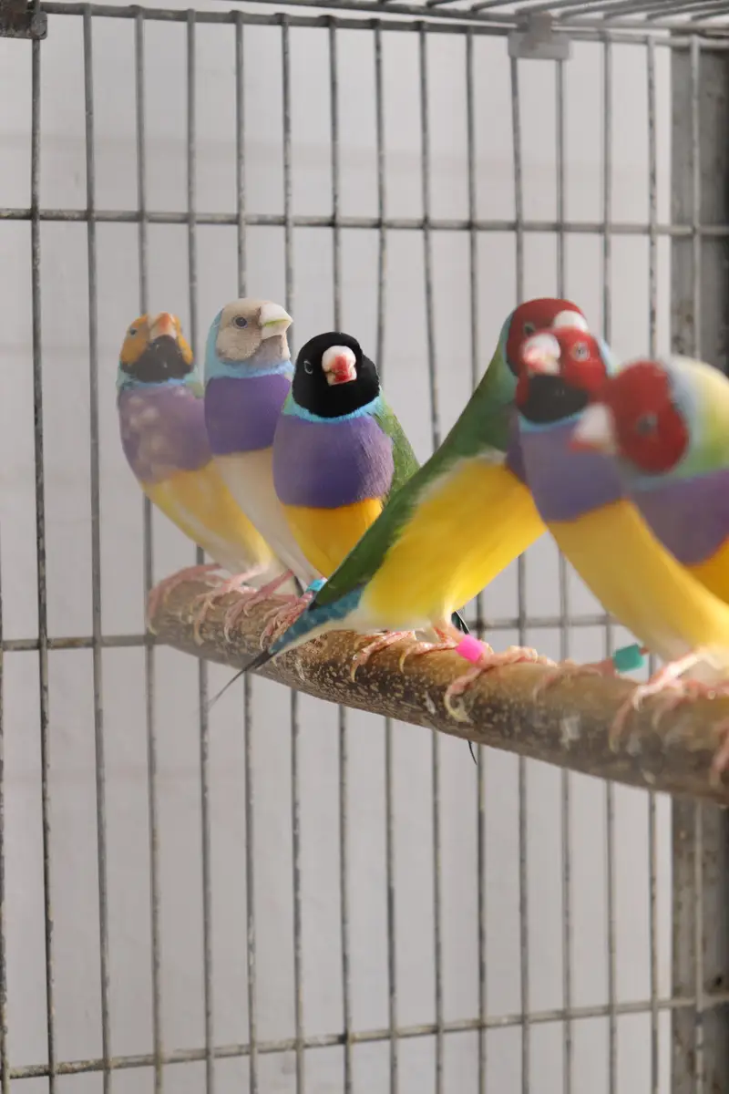 Spanish line Gouldian Finch pairs For Sale — photo 3