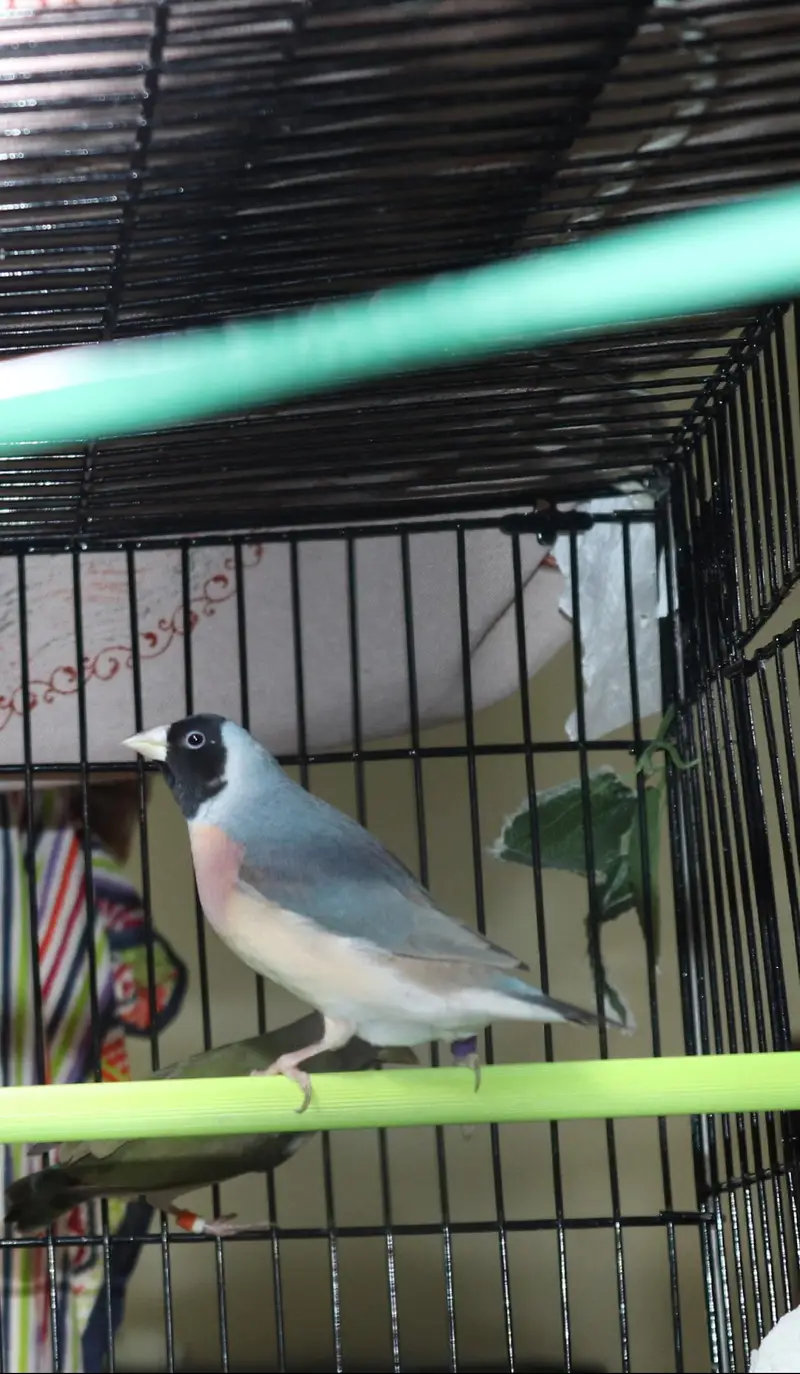 Spanish line Gouldian Finch pairs For Sale — photo 4
