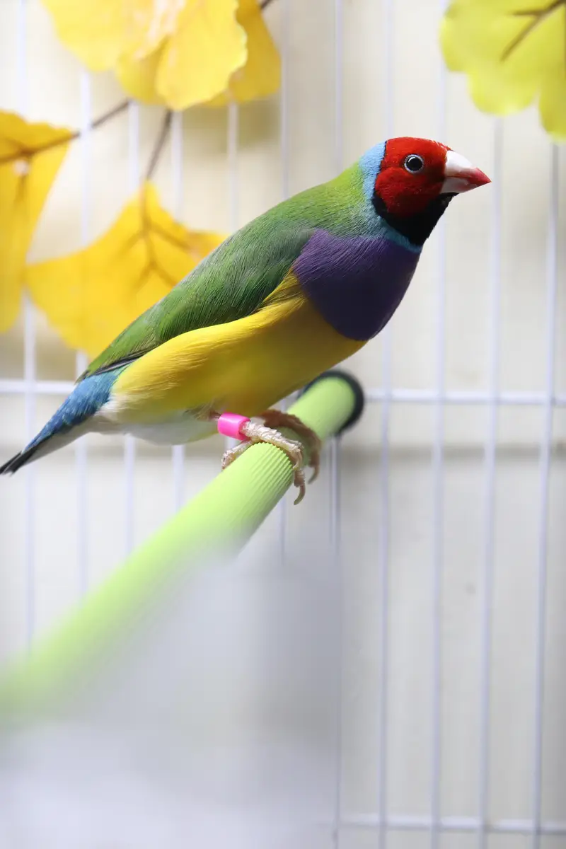 Spanish line Gouldian Finch pairs For Sale — photo 6