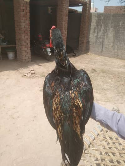 aseel java black breeder top quality good breeder