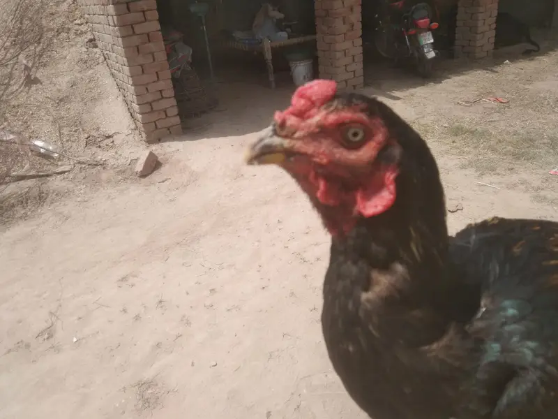 aseel java black breeder top quality good breeder — photo 4