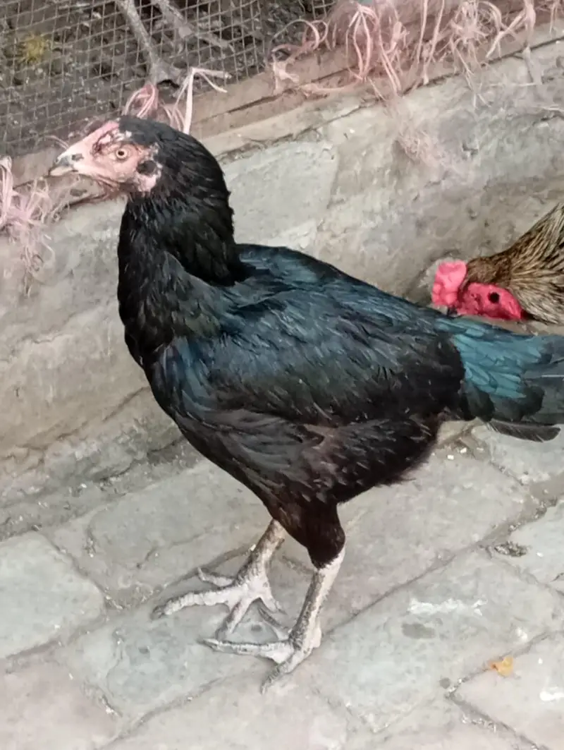 aseel murga murgi — photo 2