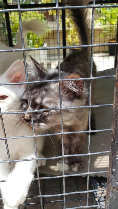 Persian cats 2 adults and 3 kitten