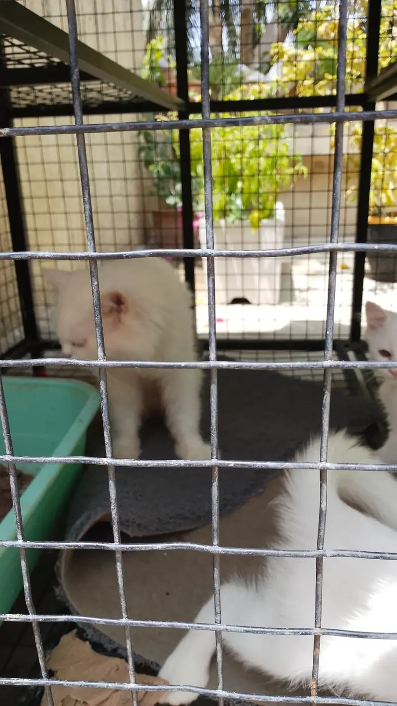 Persian cats 2 adults and 3 kitten — photo 2