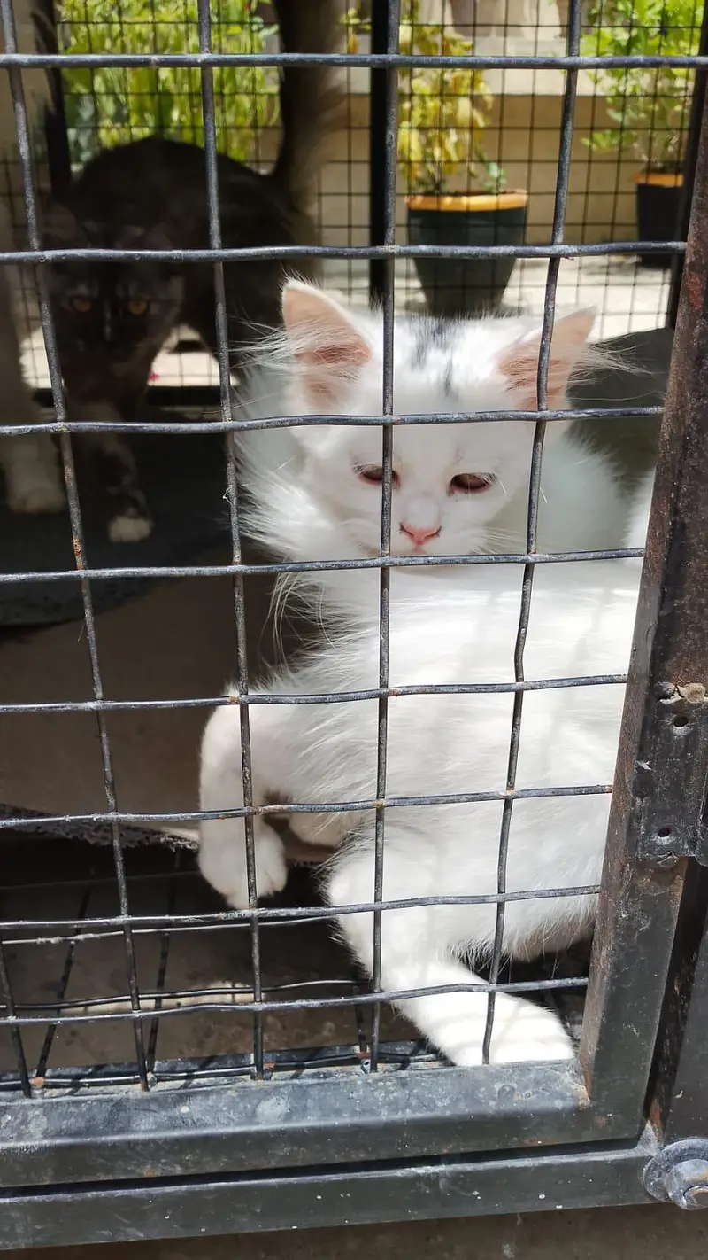 Persian cats 2 adults and 3 kitten — photo 3