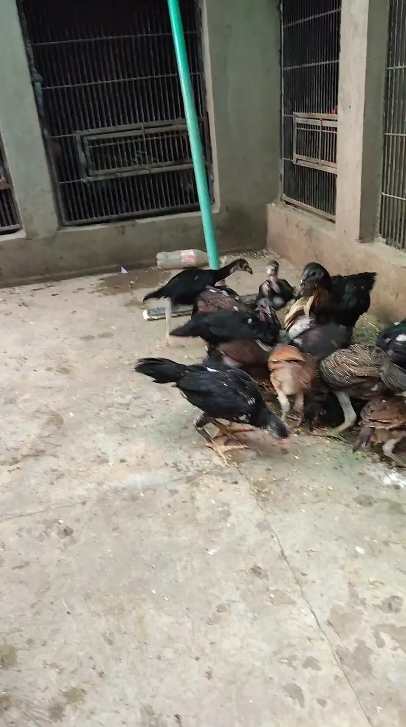 aseel chicks — photo 2