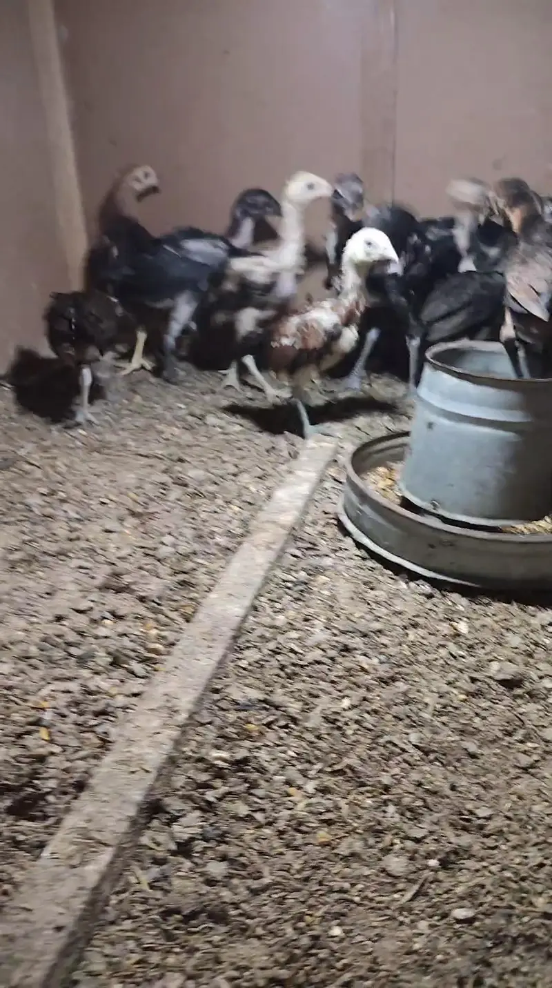 aseel chicks — photo 3