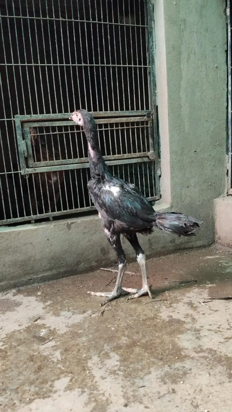 aseel chicks — photo 4