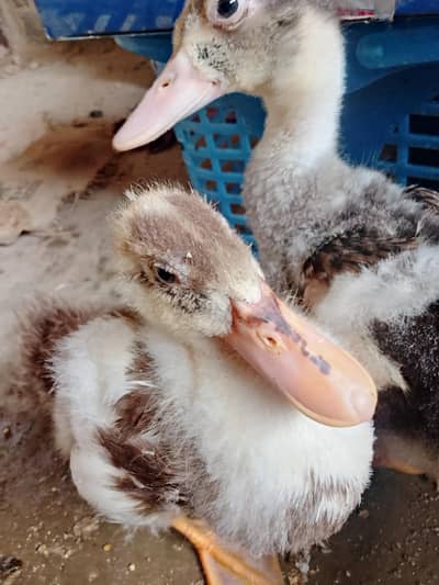 lovely ducks