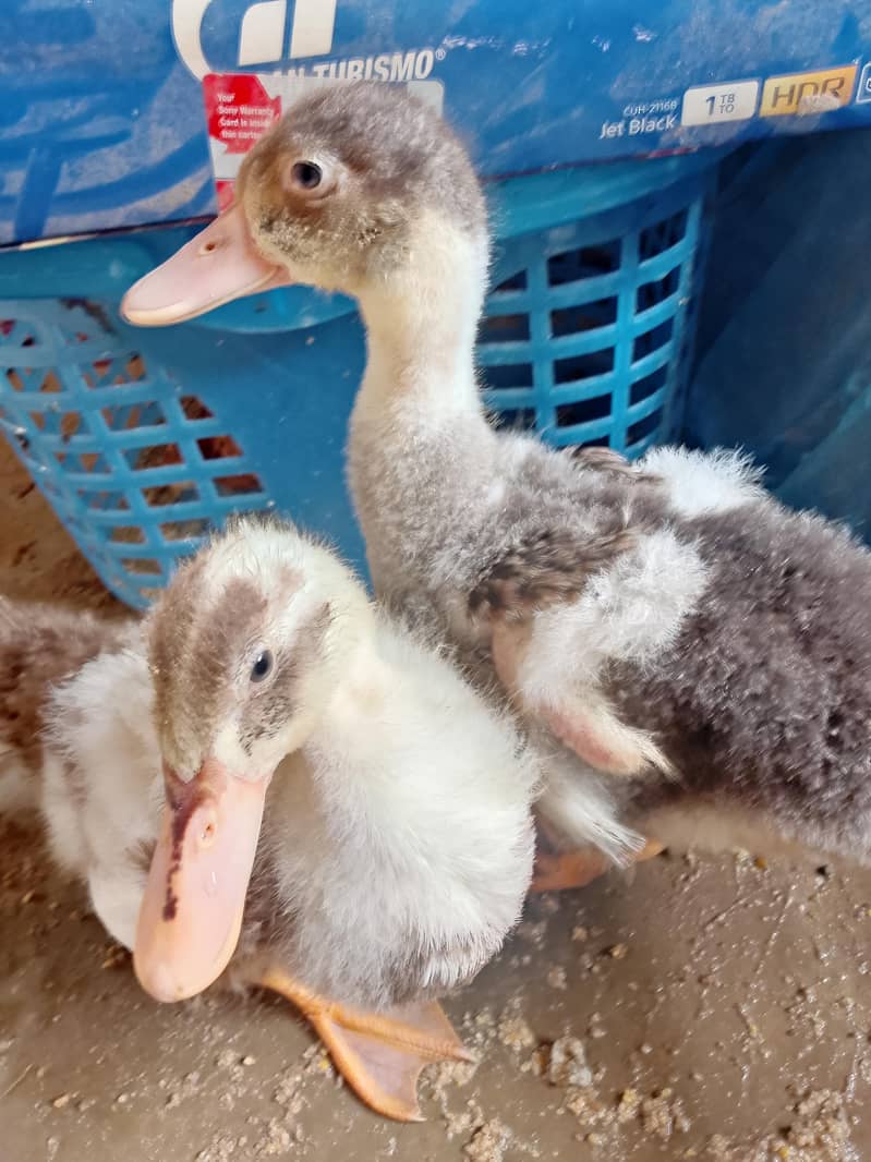 lovely ducks 2