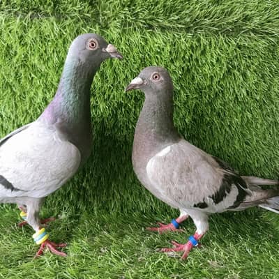 Qasad Breder pair  For Sale