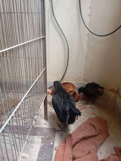 hen chicks
