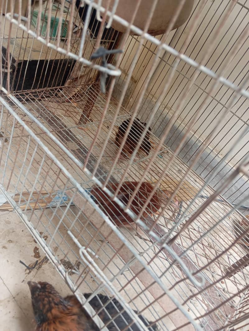 hen chicks 1