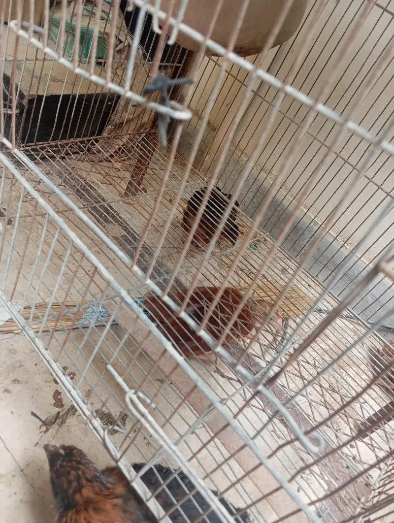 hen chicks — photo 2