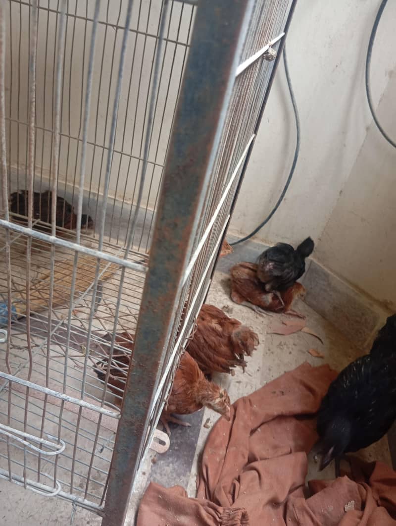 hen chicks 2