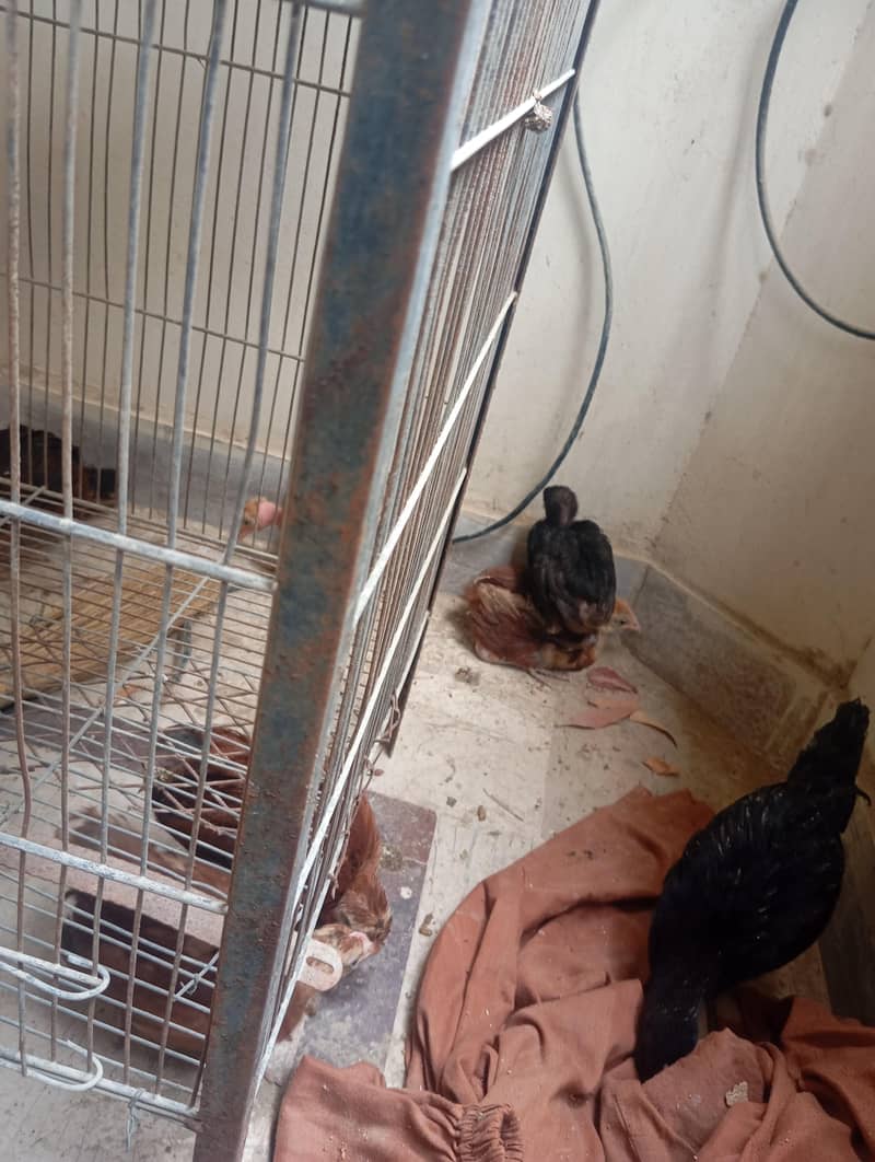 hen chicks 3