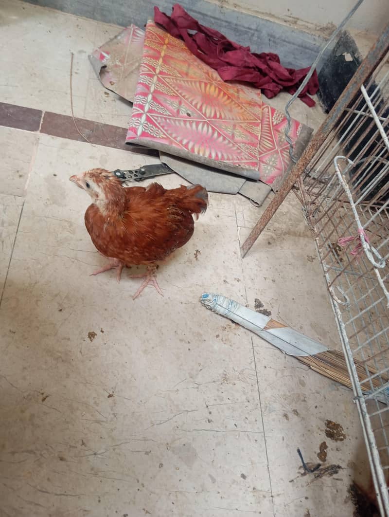 hen chicks 4
