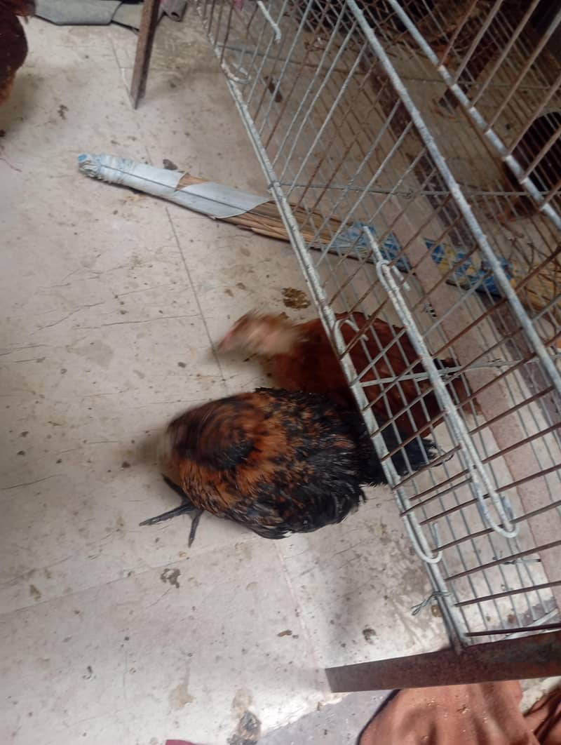 hen chicks 5
