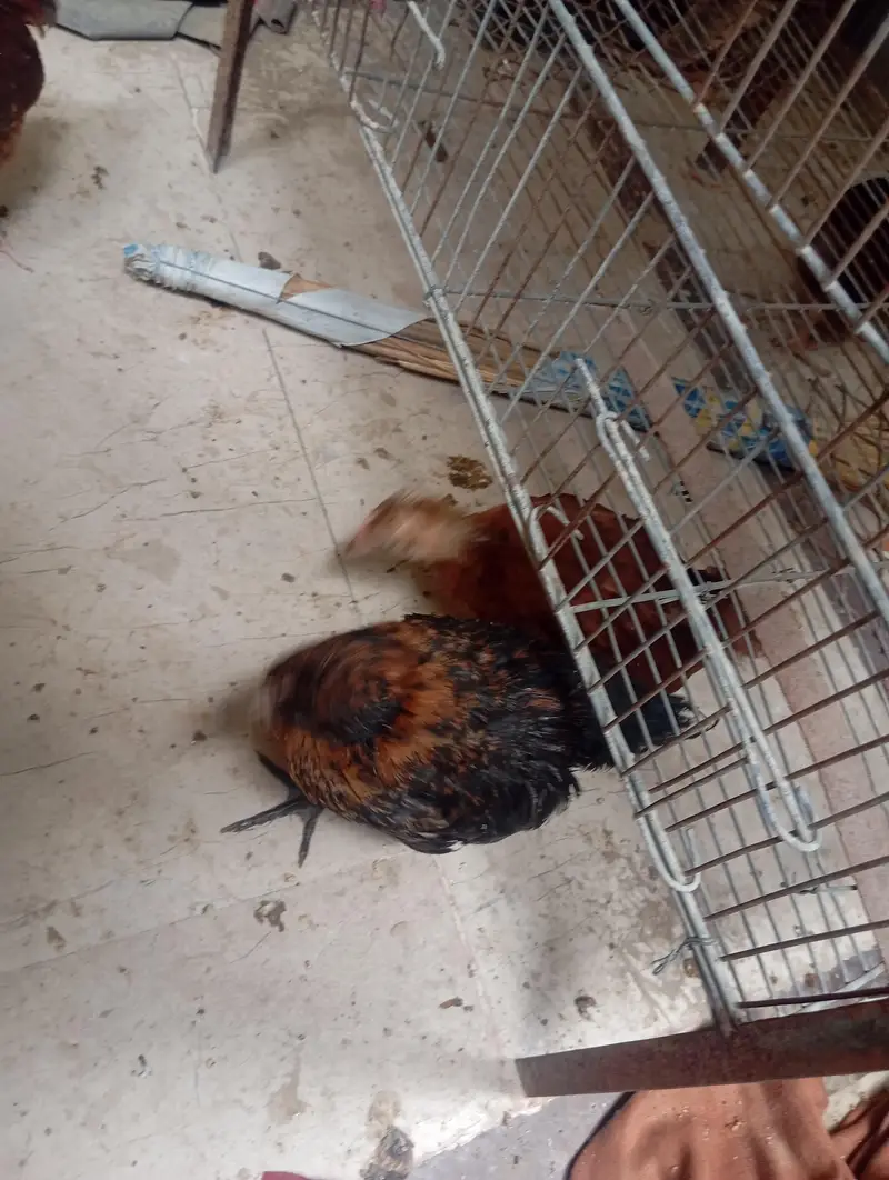 hen chicks — photo 6
