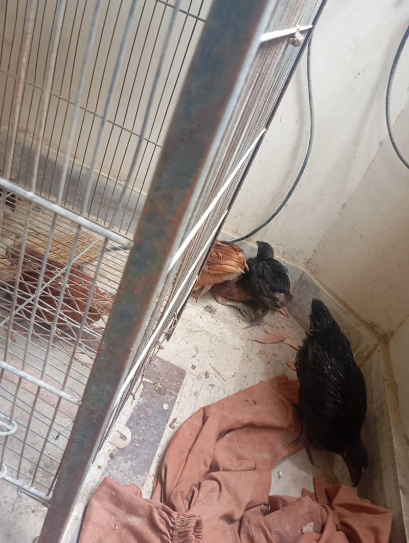 hen chicks 6